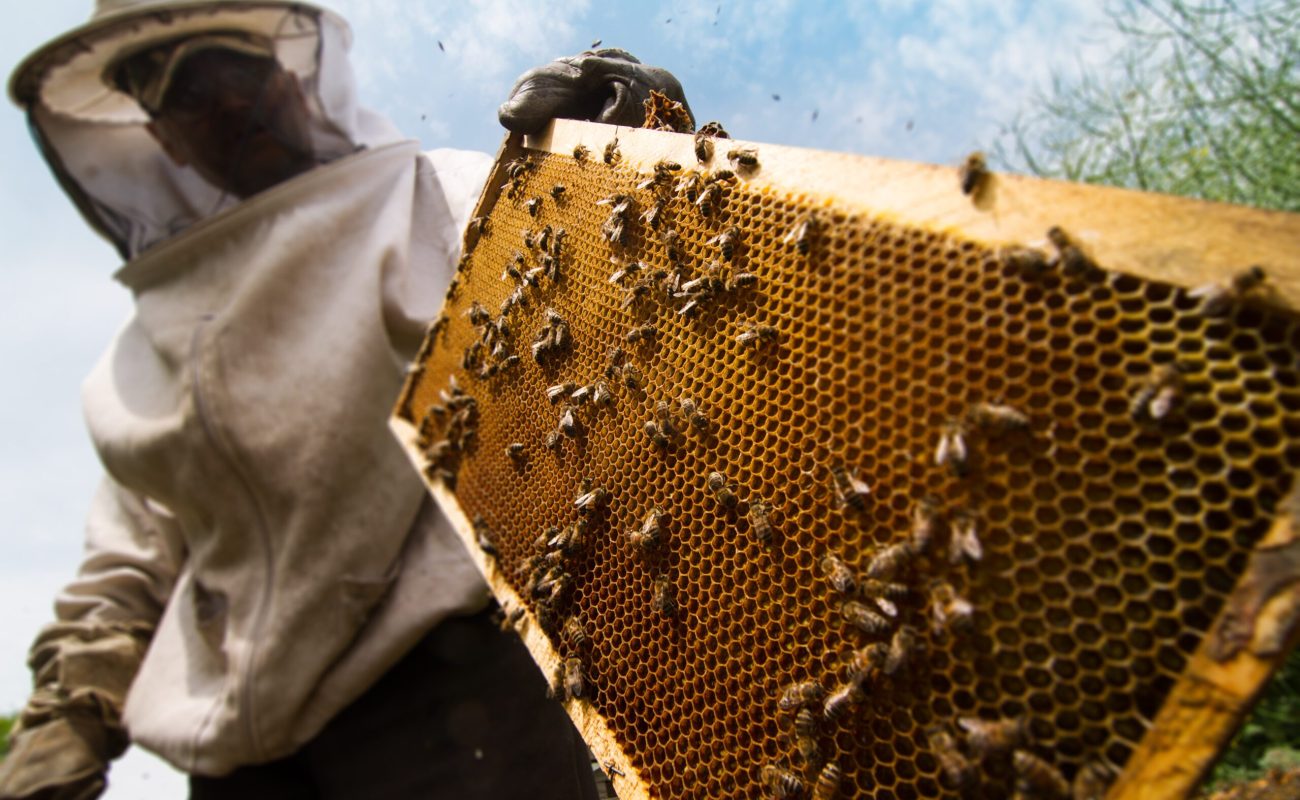 beekeeper-working-on-beehive-2025-01-15-13-19-59-utc