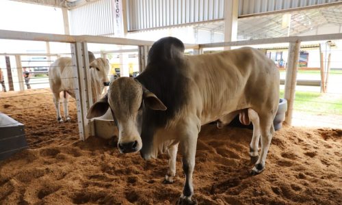 show-safra-pecuaria-1